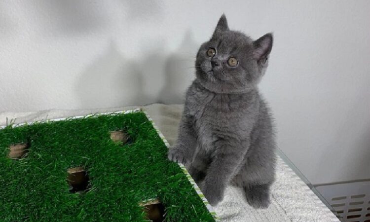 Scottish Fold Kittens For Sale in Canada
