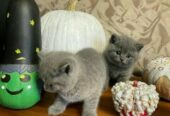 British Shorthair Playmates Kittens For Sale California