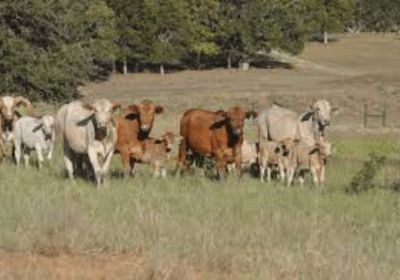 450-Holstein-Open-Heifers-For-Sale-in-Missouri-USA