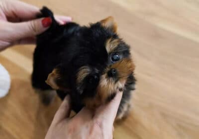 Buy Yorkie Puppies in Canada
