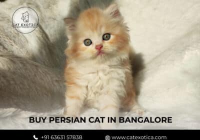 Top Pet Shops For Persian Cat in Bangalore | CatExotica.com