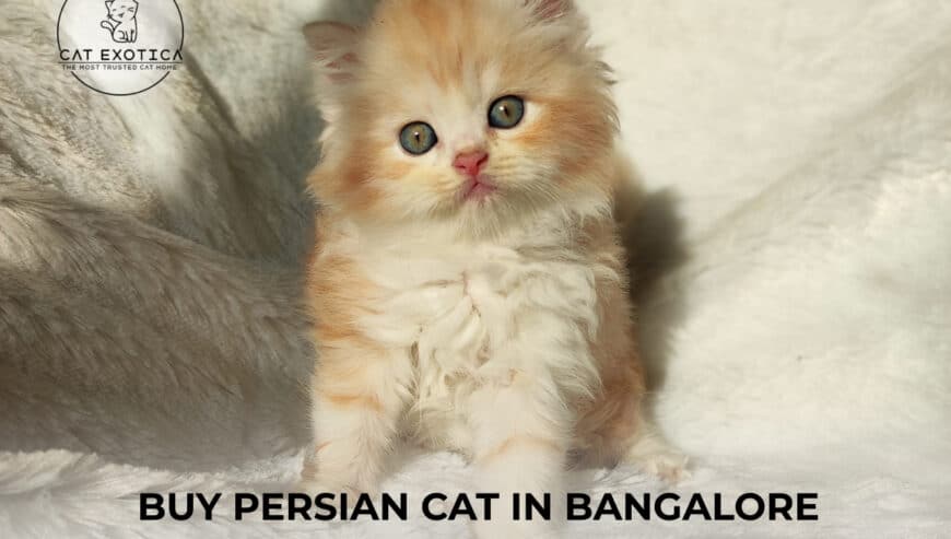 Top Pet Shops For Persian Cat in Bangalore | CatExotica.com