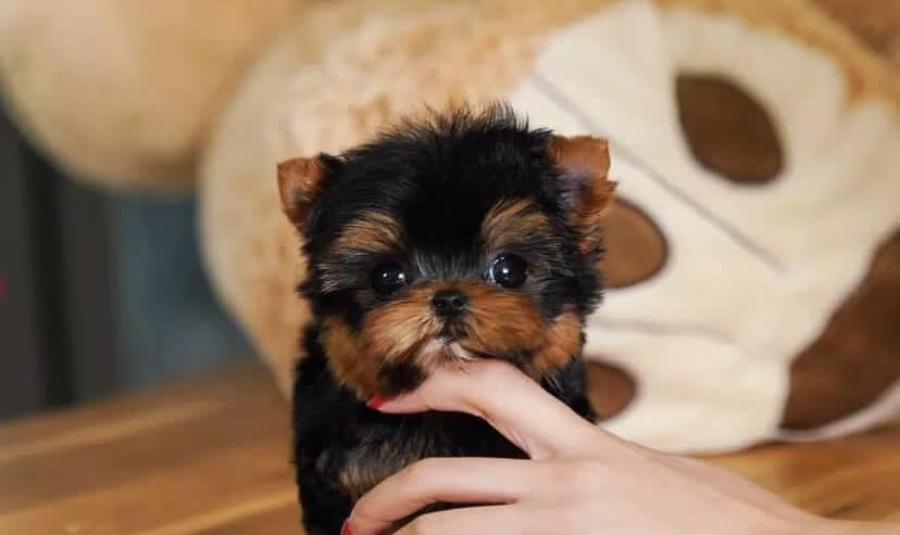 Buy Yorkie Puppies in Canada