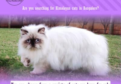 Himalayan Cats For Sale in Bangalore | Cat Exotica