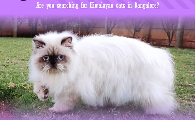 Buy Himalayan Kittens in Bangalore | CatExotica.com