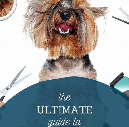 The Ultimate Guide To Dog Health