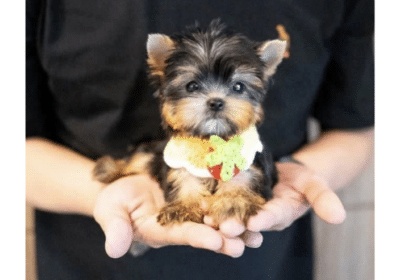 Yorkie Puppies Available For Sale in Australia