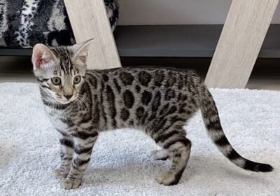 Bengal Kittens Available For Sale