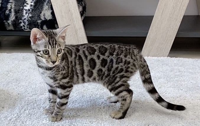 Bengal Kittens Available For Sale