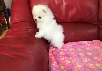 Pomeranian Mini Puppies For Sale in Greece