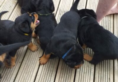 Awesome Rottweiler Puppies For Sale in Australia