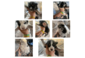 Buy Male & Female Aussie Husky Puppies in Alabama
