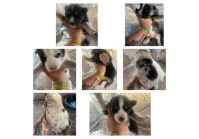 Buy Male & Female Aussie Husky Puppies in Alabama