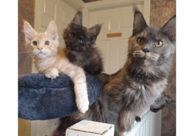Full TICA Pedigree Maine Coon Kittens For Sale