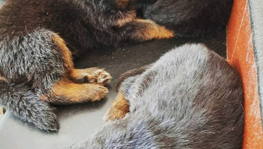 German Shepherd Puppies For Sale in Kochi