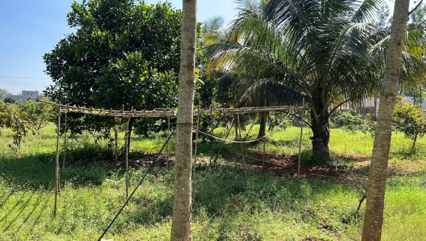 Agriculture Farm Land For Rent in Hesaraghatta