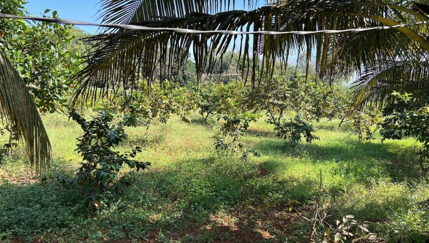 Agriculture Farm Land For Rent in Hesaraghatta