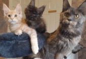 Full TICA Pedigree Maine Coon Kittens For Sale