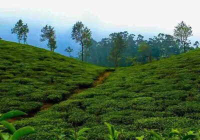 Honeymoon Packages For Ooty at Affordable Price