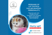 Buy Persian Cat & Kitten in Bangalore