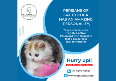 Buy Persian Cat & Kitten in Bangalore