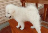 Pomeranian Dogs For Sale in Florida