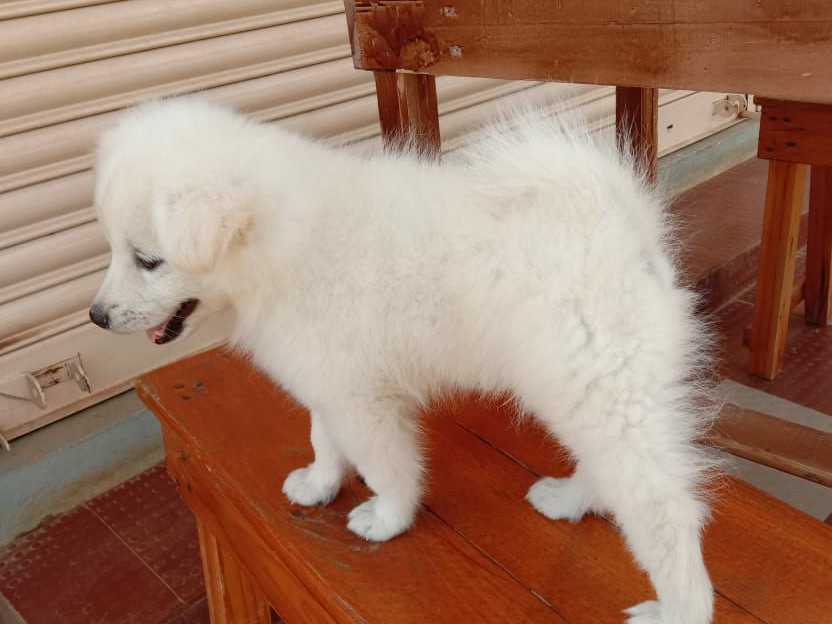 Pomeranian Dogs For Sale in Florida