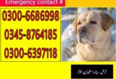 Buy Trained Dogs in Rawalpindi | Army Dog Centre