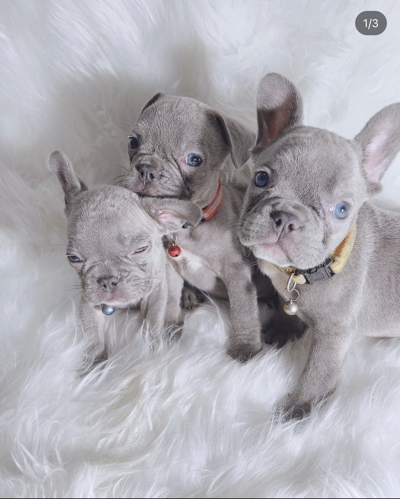 French Bulldog Puppies For Sale in Japan