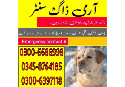 Buy Trained Dogs in Rawalpindi | Army Dog Centre