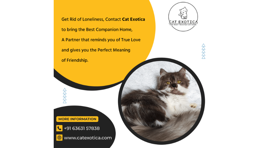 Buy Best Cat and Kittens in Bangalore | CatExotica