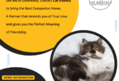 Buy Best Cat and Kittens in Bangalore | CatExotica
