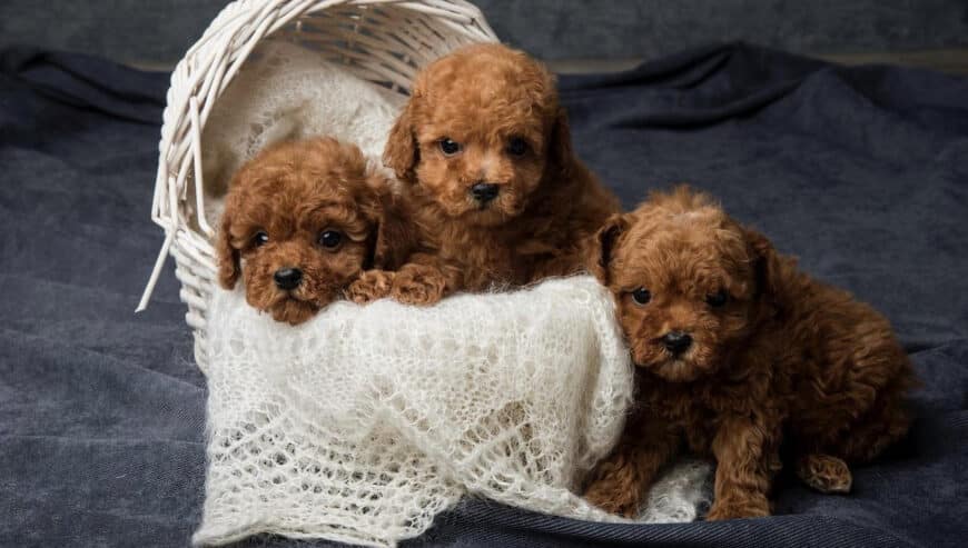 Toy Poodle Puppies For Sale in Japan