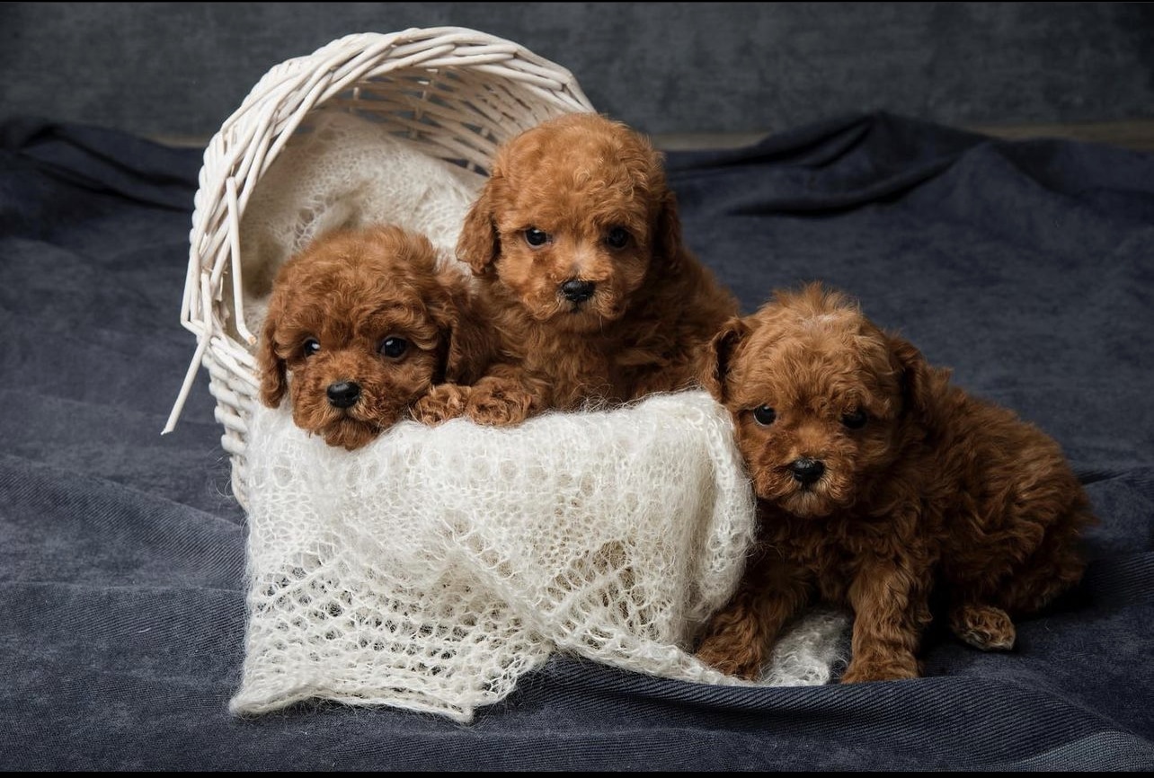 Toy Poodle Puppies For In An