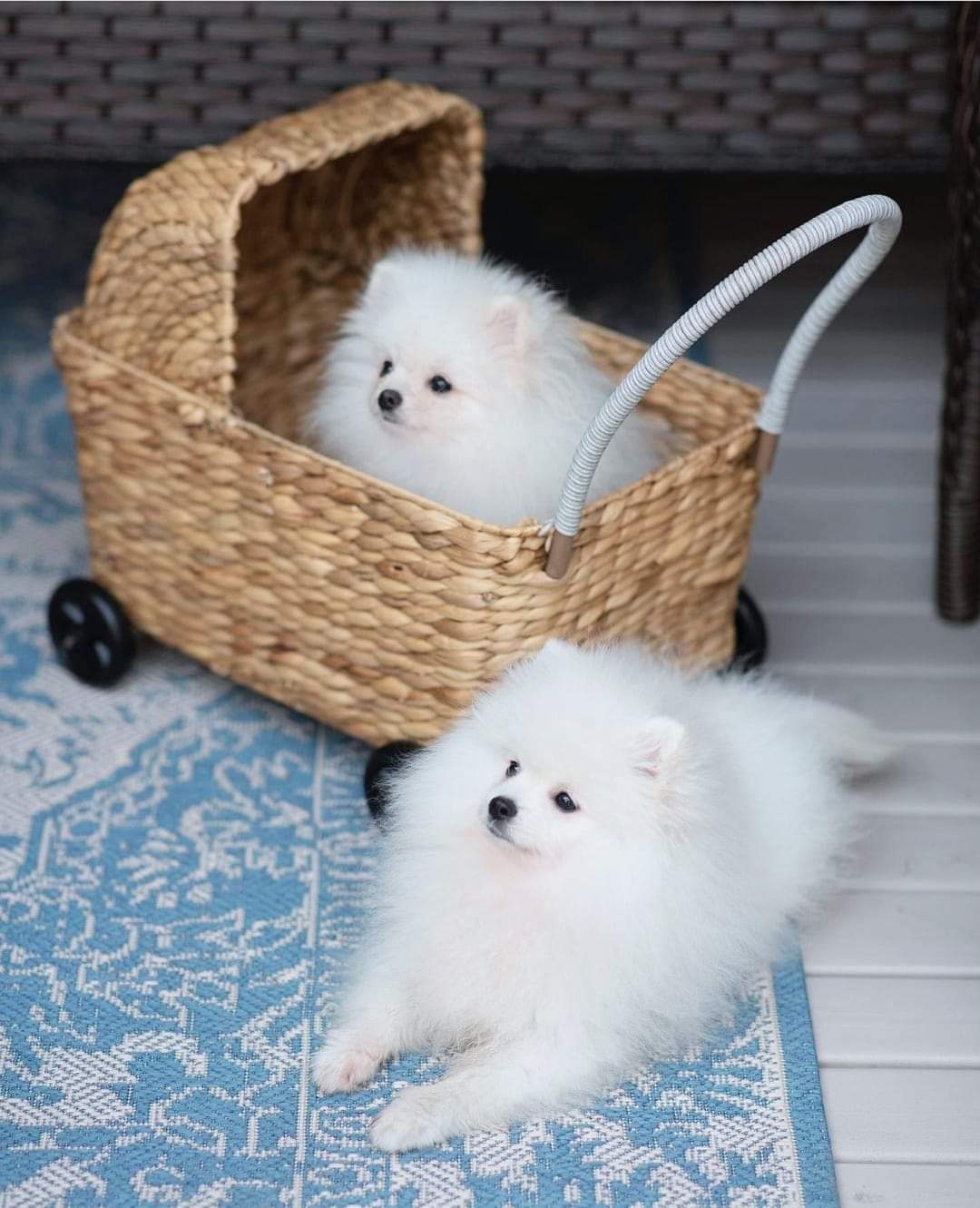 Toy-Sized Pomeranian Puppies For Sale