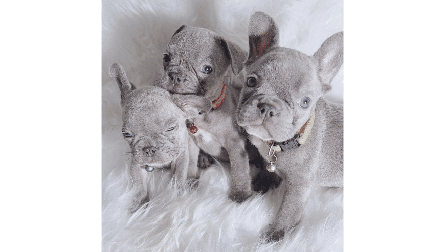 French-Bulldog-Puppies-For-Sale-in-Japan