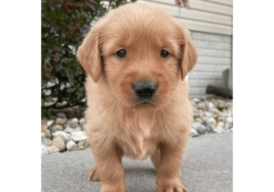 Golden Retriever Puppies For Sale in Mexico