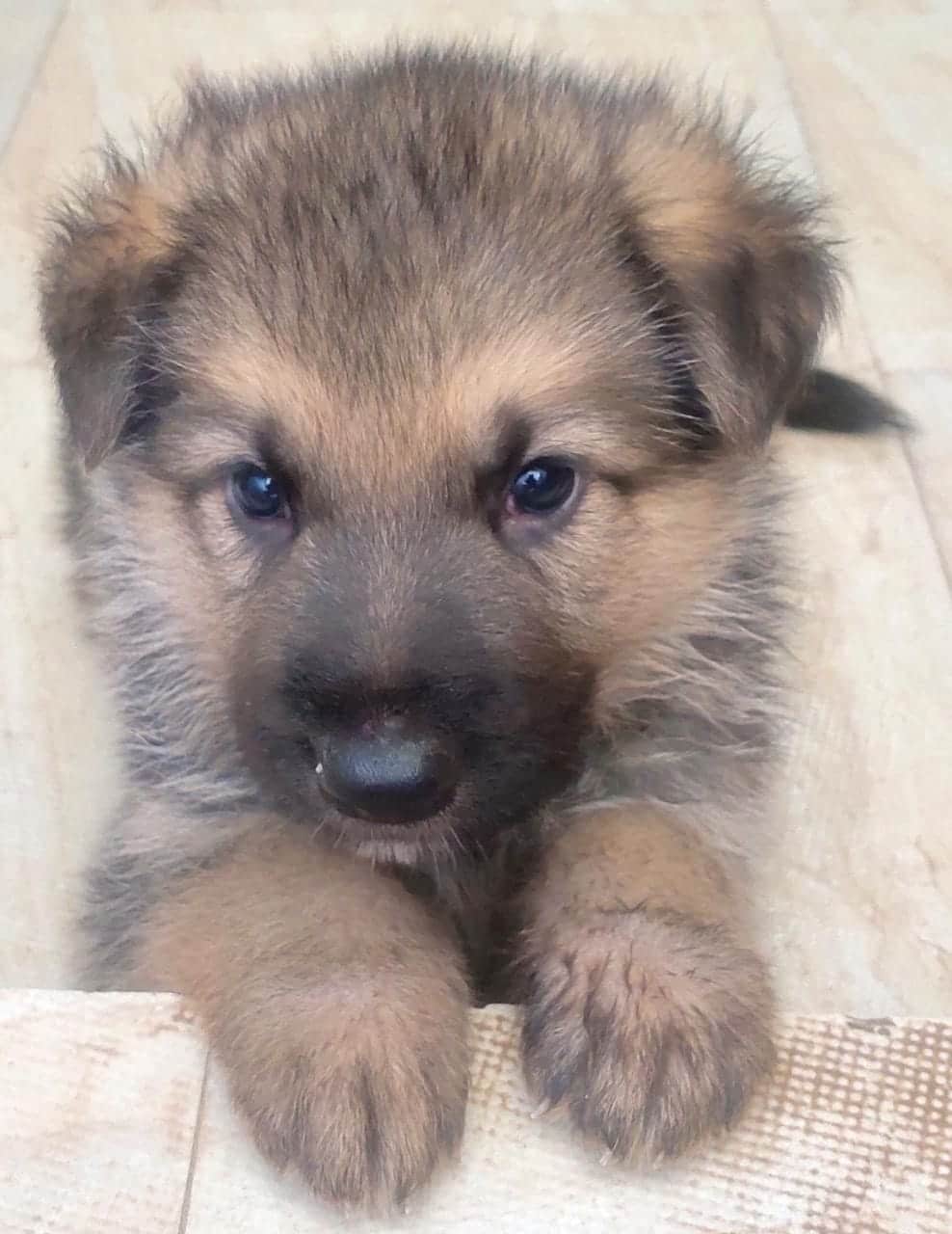 German Shepherd Puppy For Sale in Balapur
