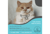 Persian Cat and Kitten For Sale in Bangalore
