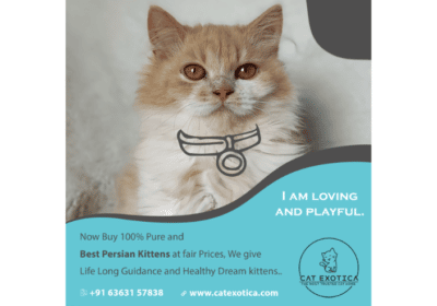Persian Cat and Kitten For Sale in Bangalore