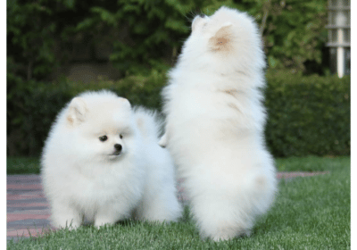 Pomeranian Puppies For Sale in Greece