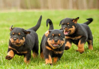 Rottweiler Pups For Sale in Florida