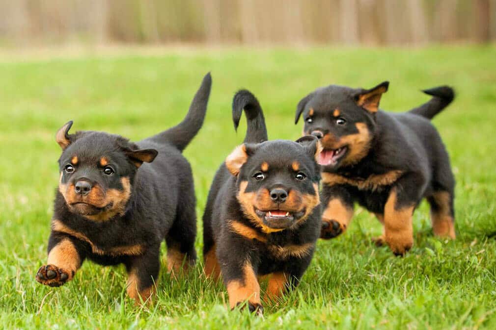 Rottweiler Pups For Sale in Florida
