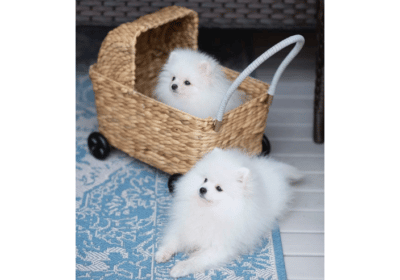 Toy-Sized Pomeranian Puppies For Sale