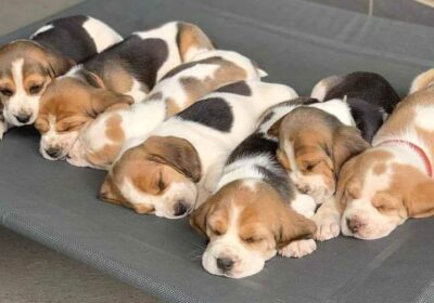 Adorable Beagle Puppies For Sale in Canada