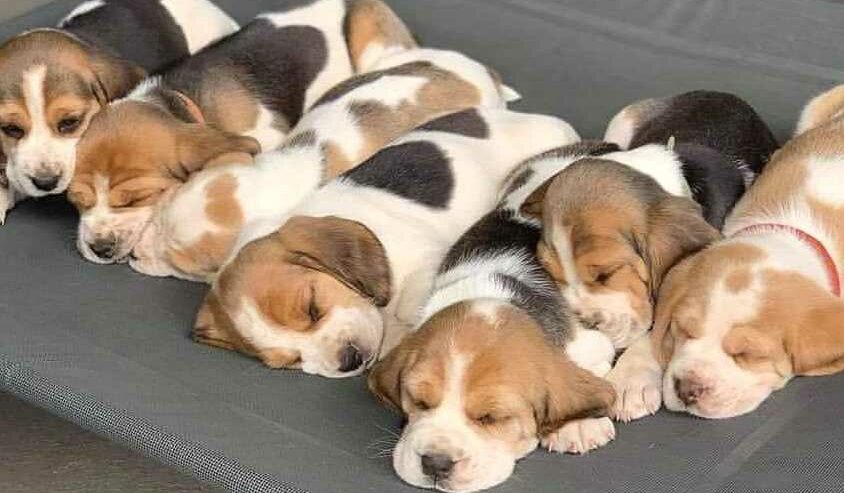 Adorable Beagle Puppies For Sale in Canada