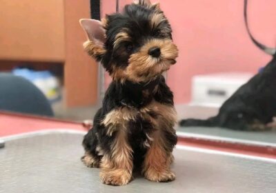 Cute Yorkie Puppies For Sale in New York