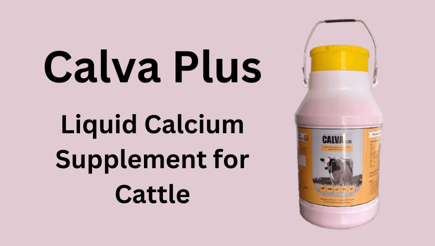 Liquid Calcium Supplement For Cattle - Calva Plus