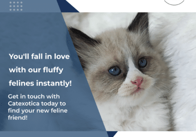 Buy Best Cats & Kittens in Bangalore | Cat Exotica