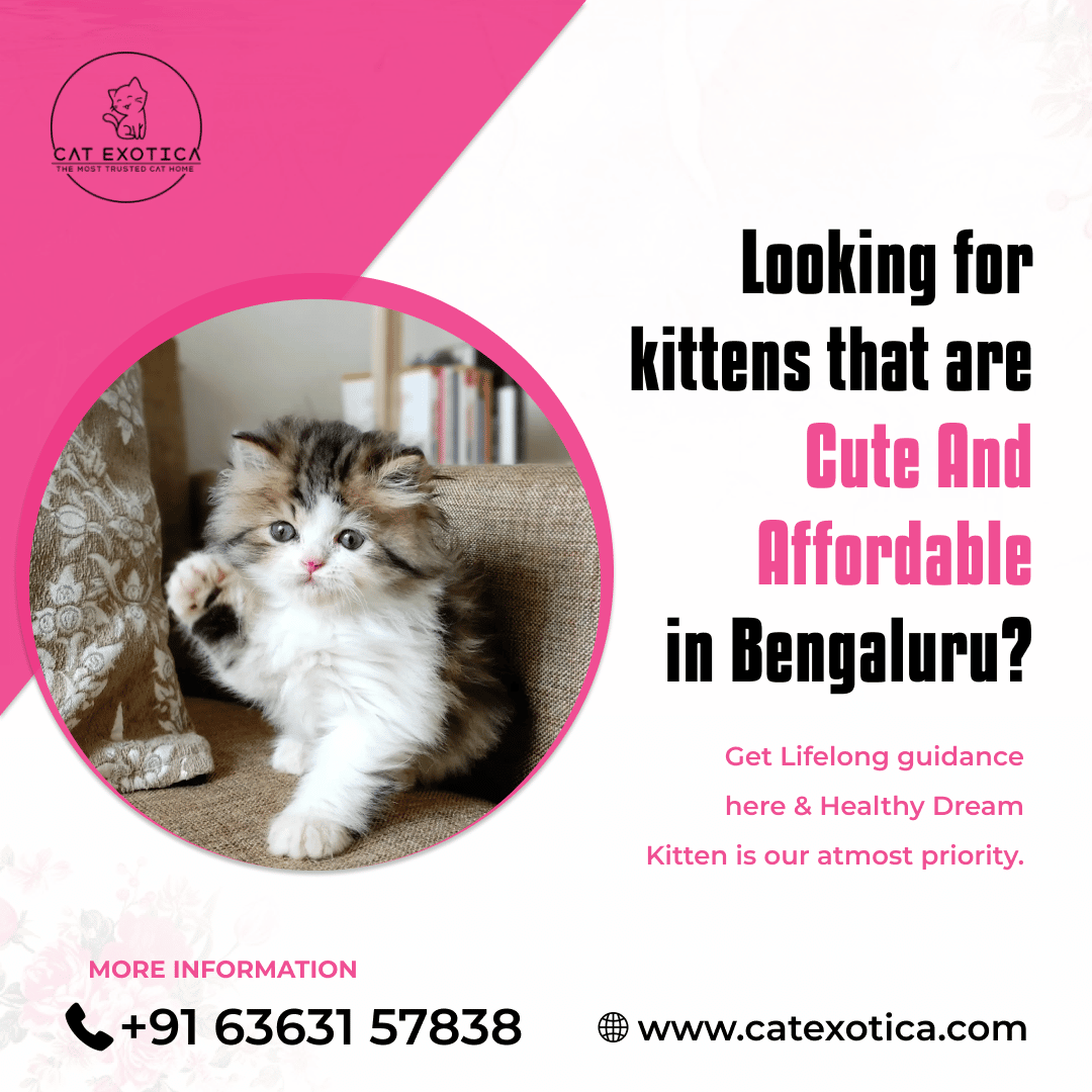 Best Persian Cat and Kitten in Bangalore